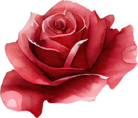 Rose Watercolor Illustration