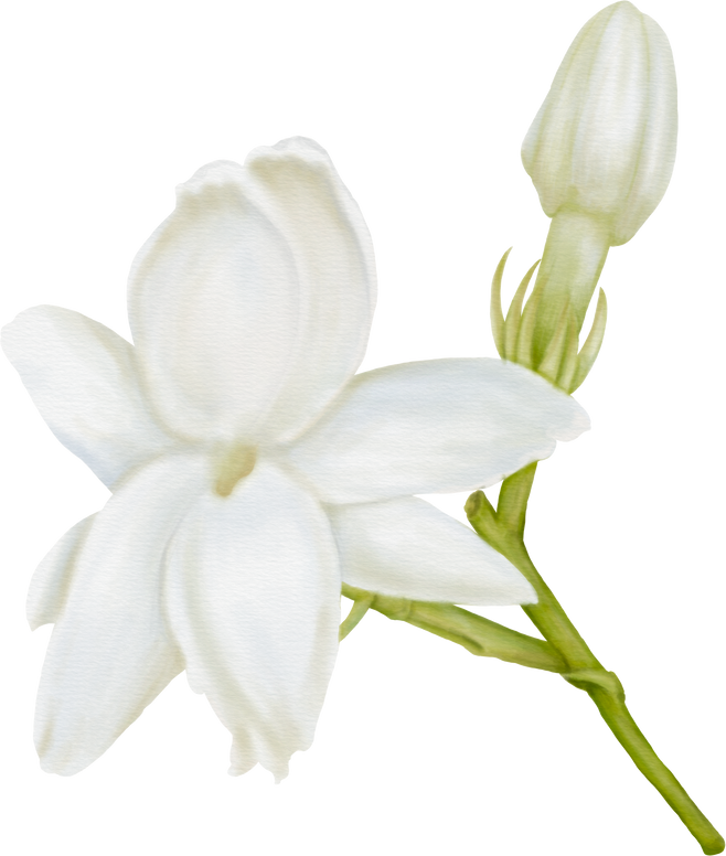 Watercolor of Decorative Jasmine Flower Bloom and Buds-Front